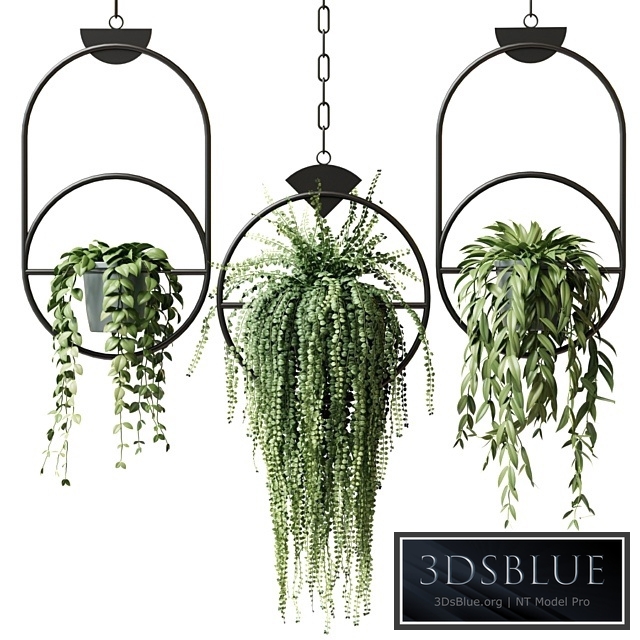 Ampel plants in hanging pots with black rings - set 15