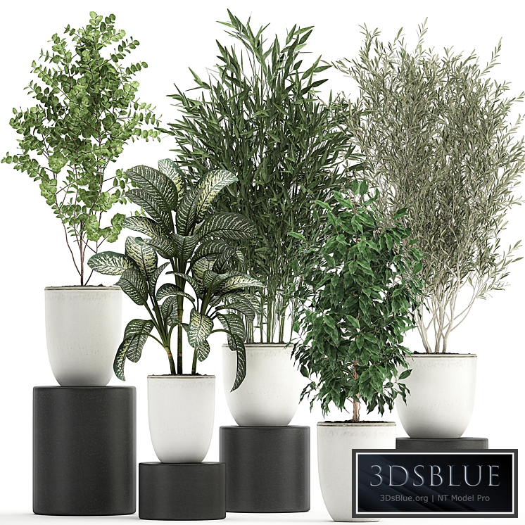 Plant collection 819. White flowerpot, pot, Bamboo, Olive, tree, Ficus, Dieffenbachia, Scandinavian style, tree, interior