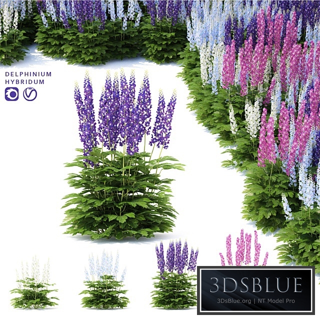 Delphinium hybrid flowers | Delphinium hybridum