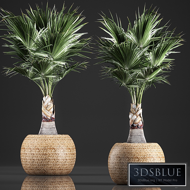 Plant collection 821. Coccothrinax, fan palm, basket, indoor, decorative, eco design, rattan, basket