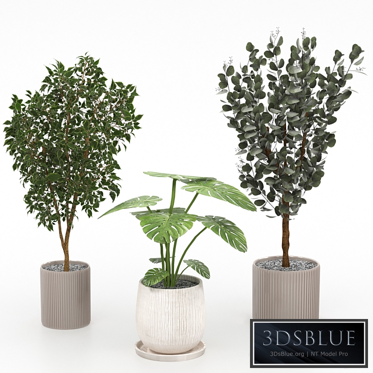 Houseplants collection