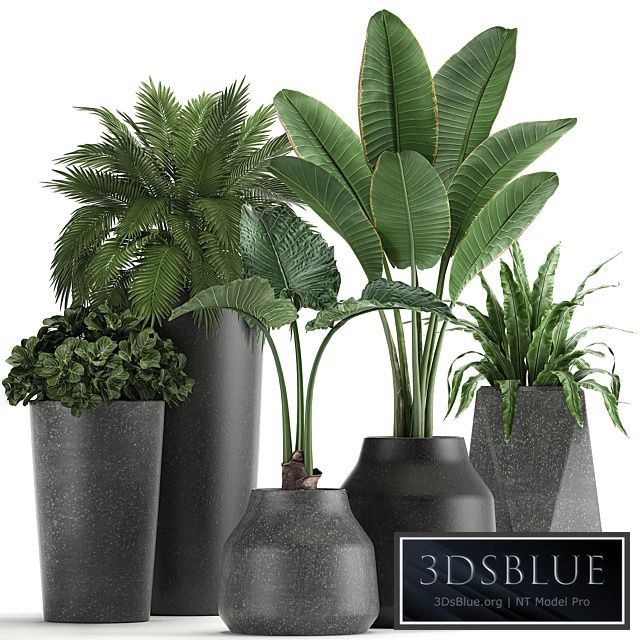 Plant collection 825. Banana, palm, asplenium, black pot, concrete, industrial style, flower, pot