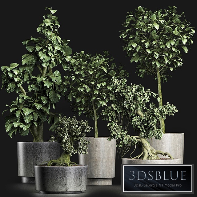 Plants Collection 199 Sageretia Theezans