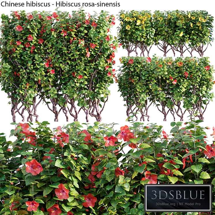 Chinese hibiscus - Hibiscus rosa-sinensis - 03