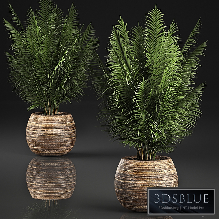 Plant collection 828. Palm tree, basket, flowerpot, eco design