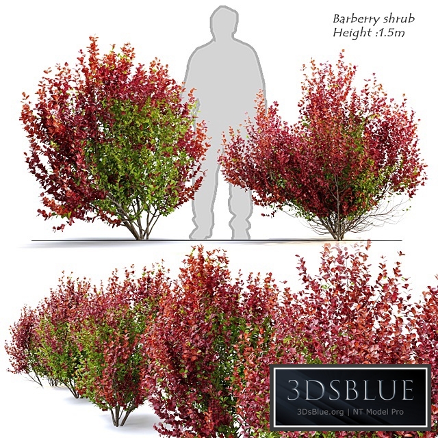 Barberry shrub