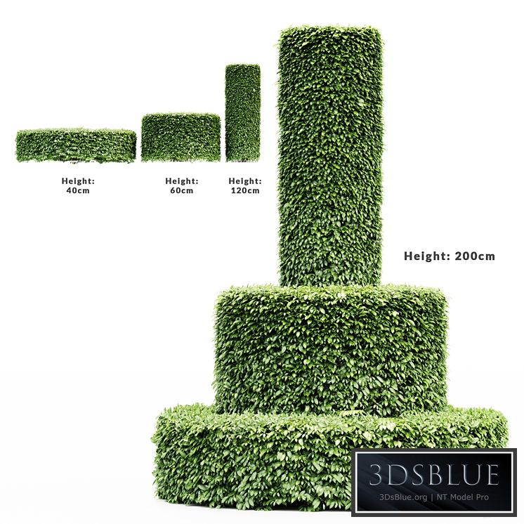 Dwarf Yaupon Holly - Cylinder plant