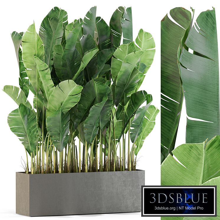 Plants collection 444