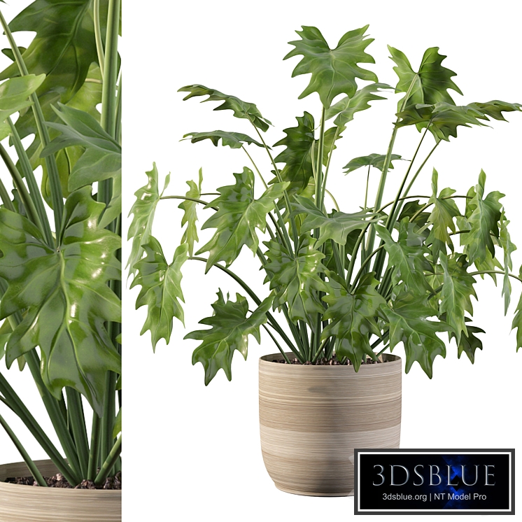 Plants collection 090 - philodendron xanadu 1