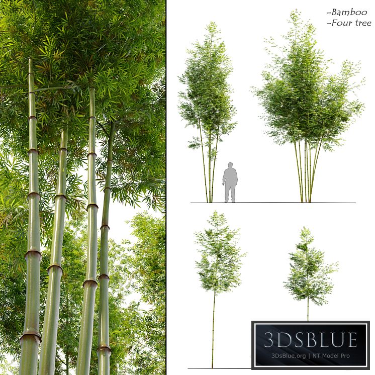 Four bamboo tree