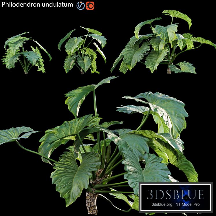Philodendron undulatum - 01