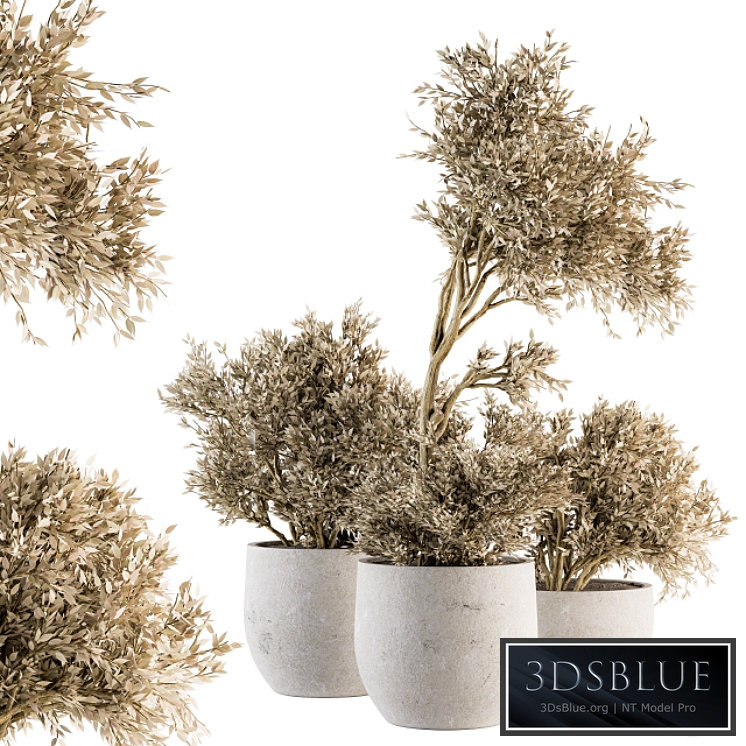 indoor Plant Set 171 - Dry Plants