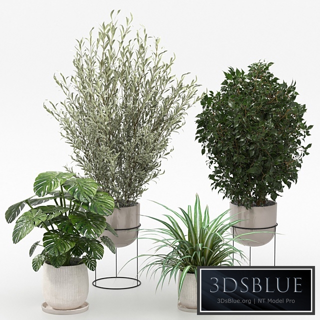 Houseplants collection (V-Ray)