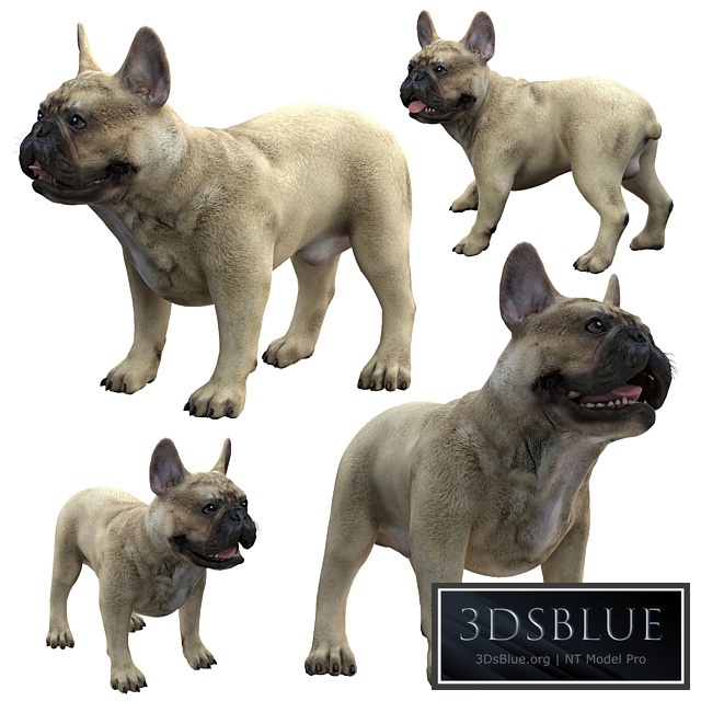 French Bulldog