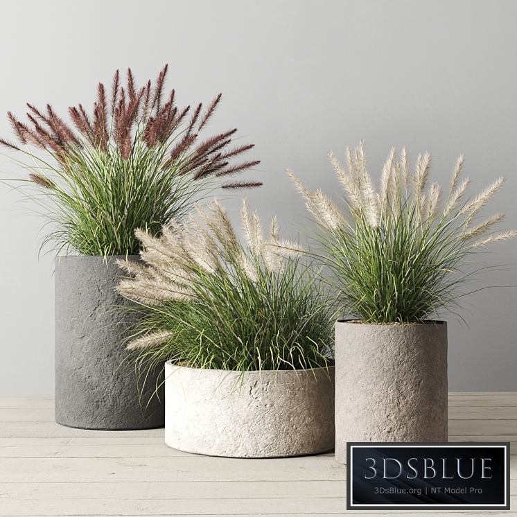 Pennisetum foxtail in concrete pots