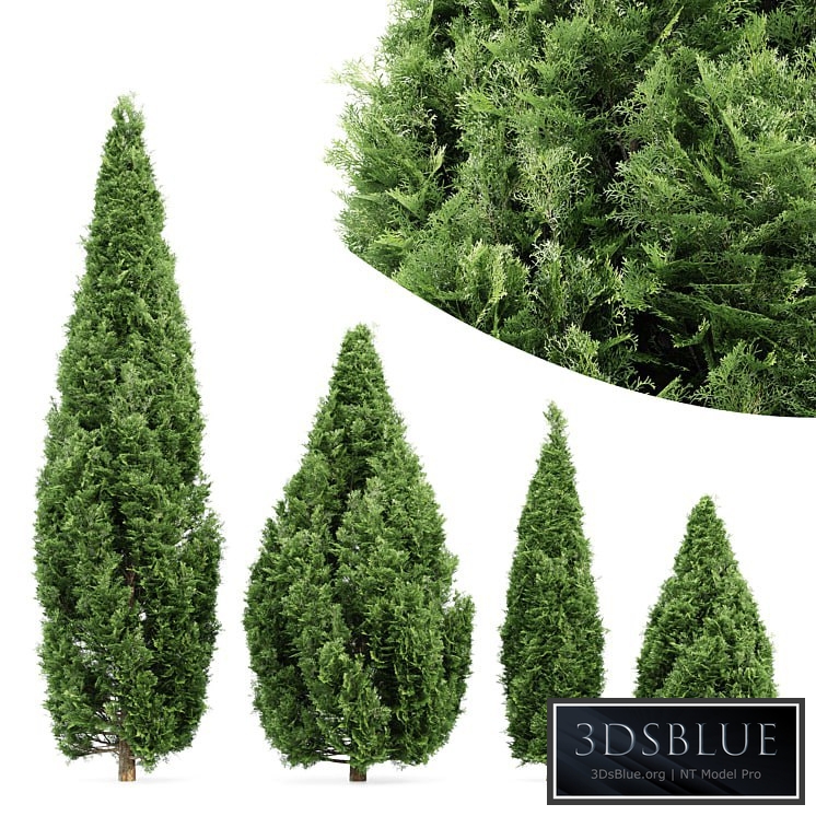 4 Rocky Mountain Juniper tree - Juniperus scopulorum