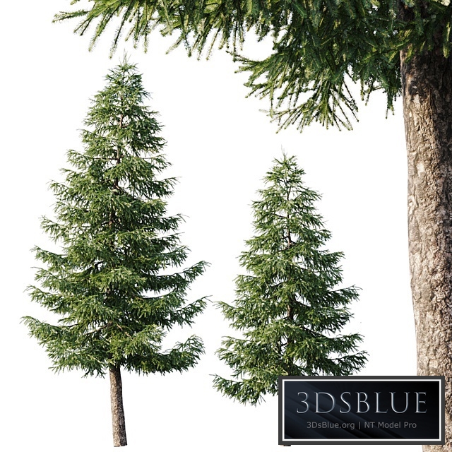 Spruce (12,5m and 9,5m)