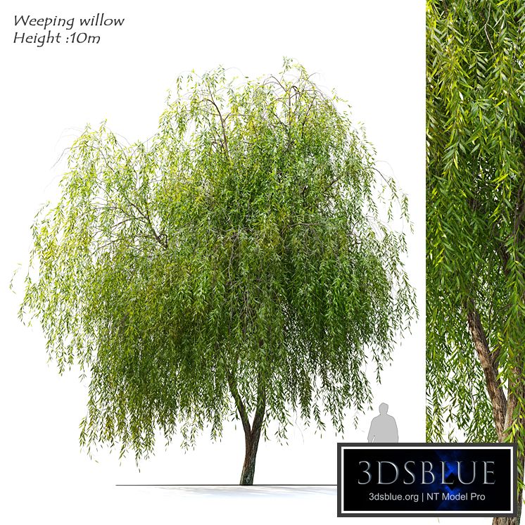 Weeping Willow 2