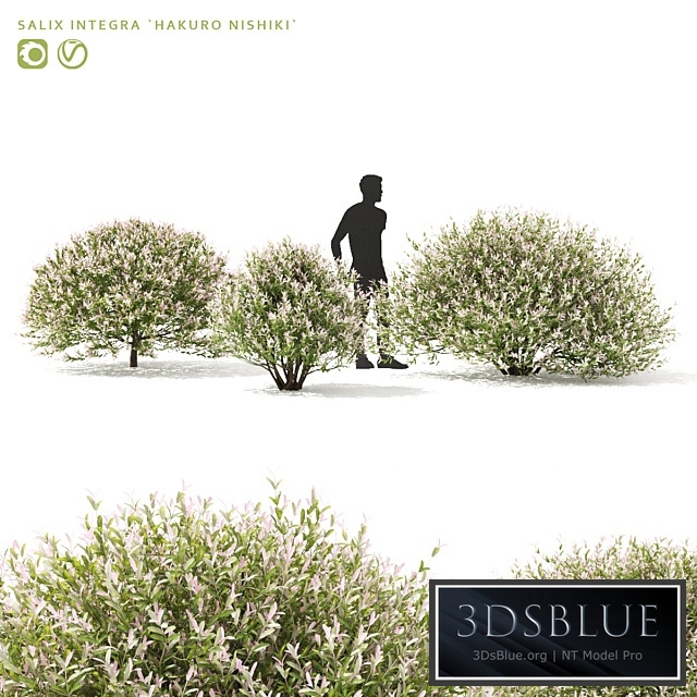 Japanese willow "Hakuro-Nishiki" bushes | Salix integra hakuro-nishiki