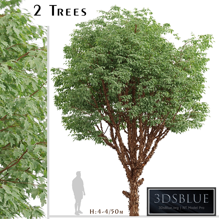 Set of Paperbark Maple Trees (Acer Griseum) (2 Trees)