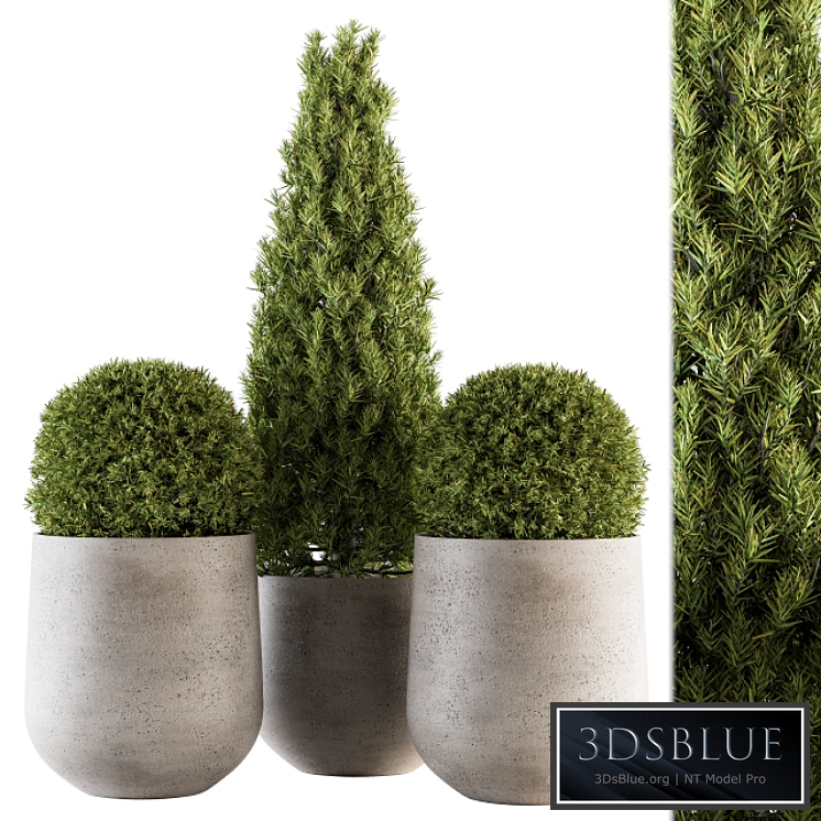 Outdoor Plants tree in Concrete Pot - Set 143