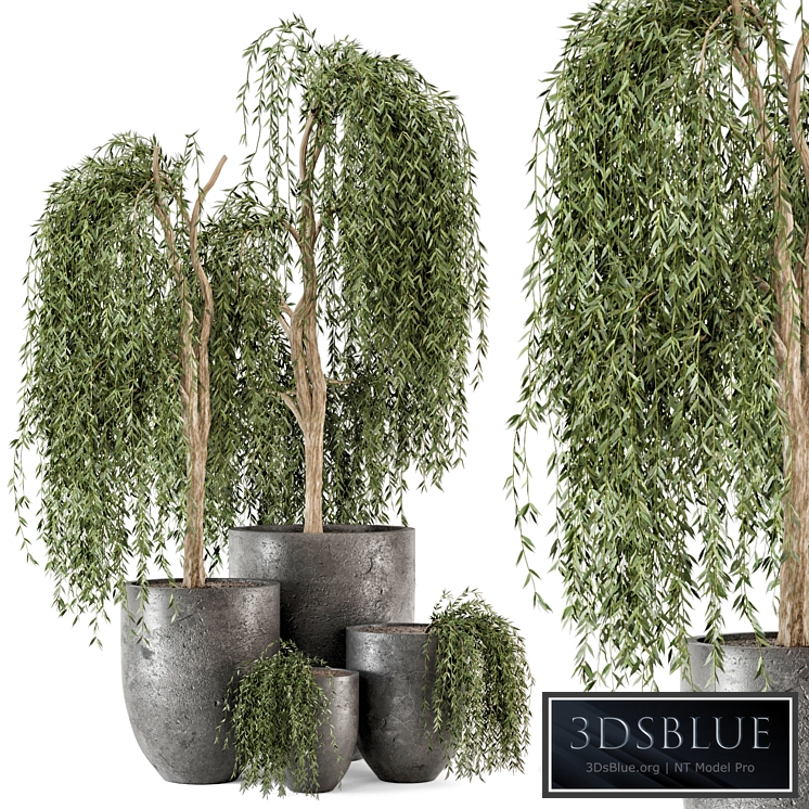Outdoor Plants bush and Tree in rusty Dark Concrete Pot - Set 52