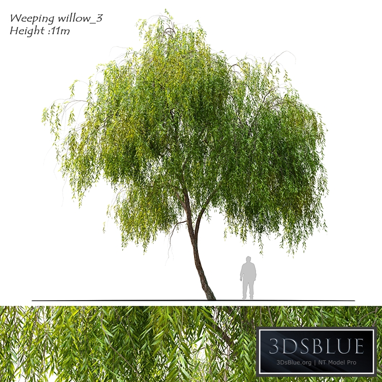 Weeping willow 3
