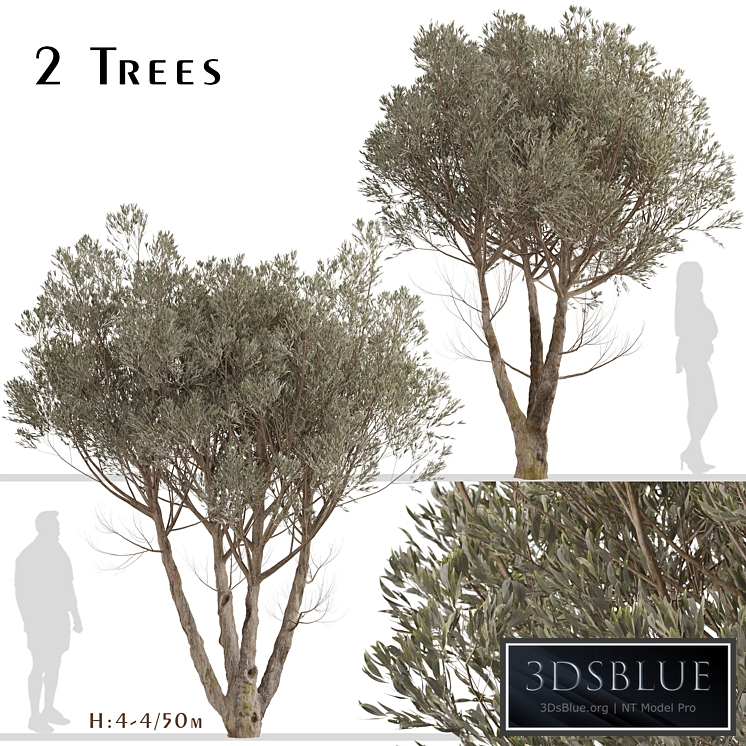 Set of Acacia Aneura Trees (True Mulga) (2 Trees)