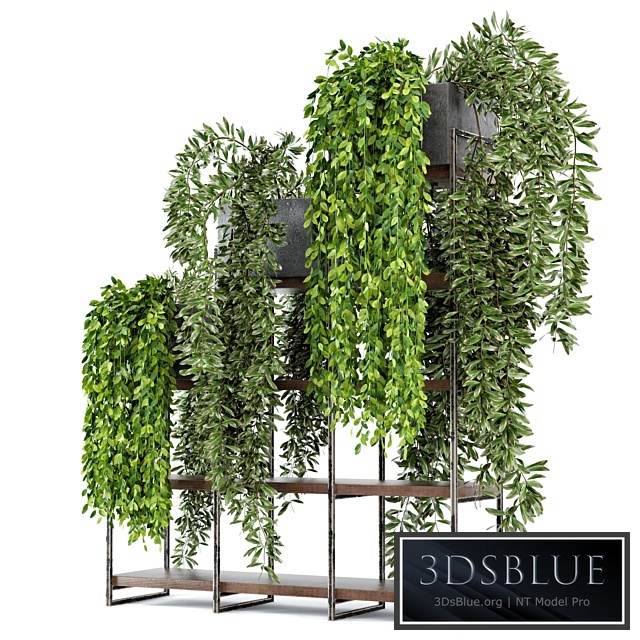 Indoor Plants in rusty Concrete Pot on Metal Shelf - Set 53