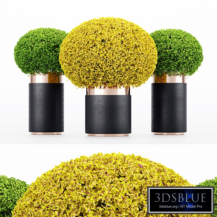 3 Coleus Painted Nettle seeds - Plectranthus scutellarioides