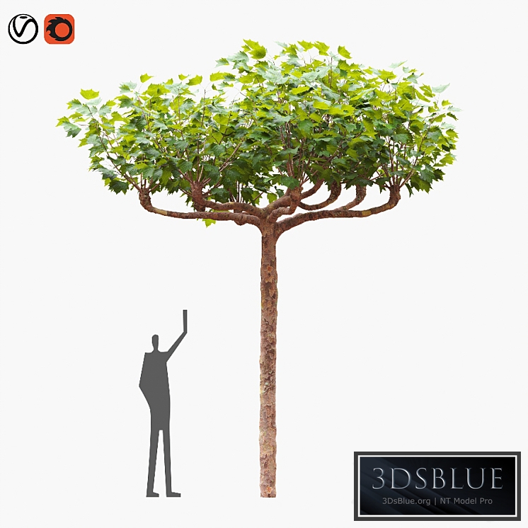 London planetree сanopy 5,11 m