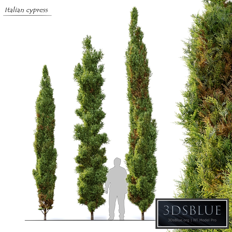 Italian cypress