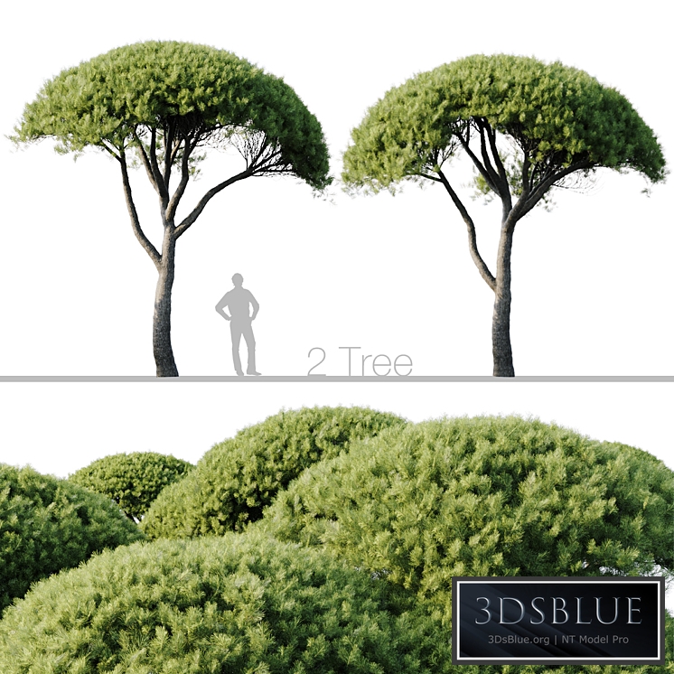 Pinus Pinea 13m and 12m