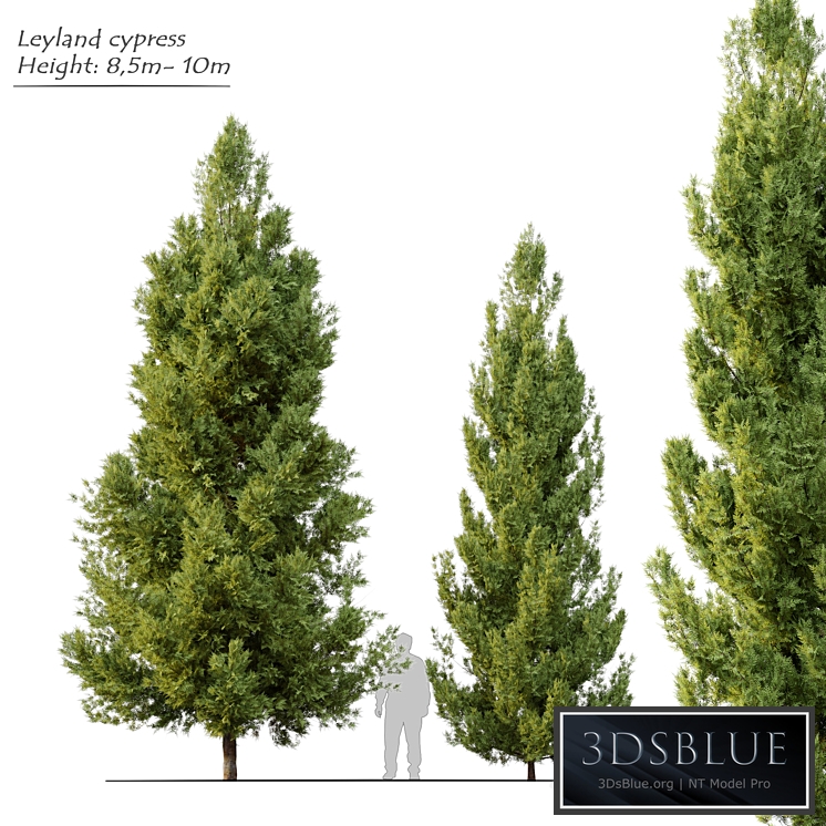 Leyland cypress