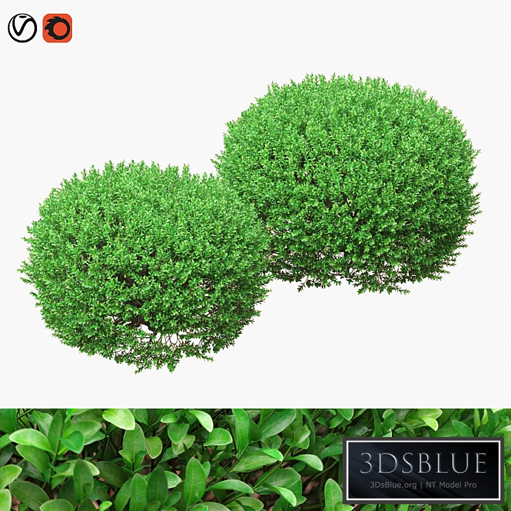 Large round boxwood bushes