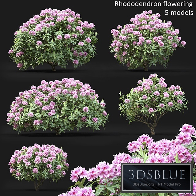 Rhododendron