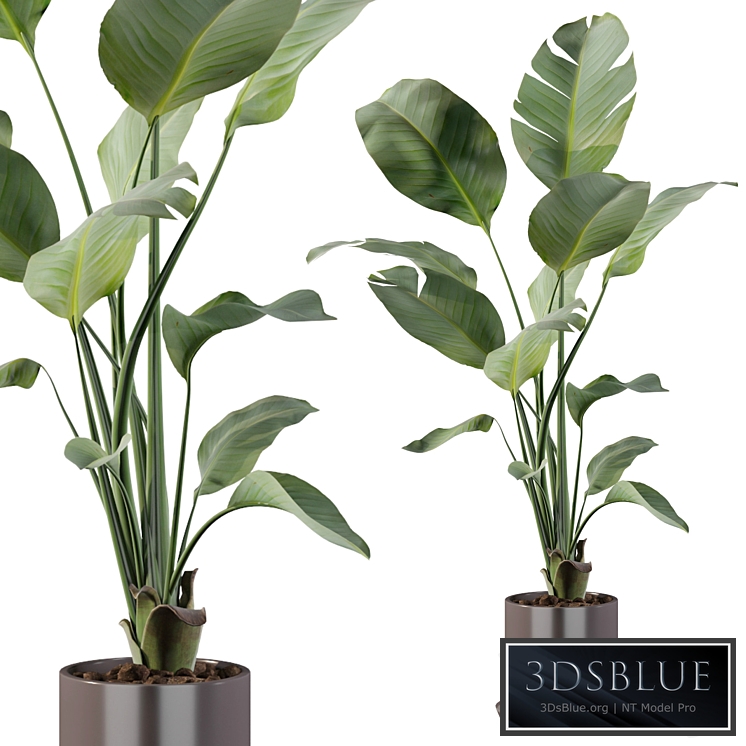 Plants collection 093 - strelitzia