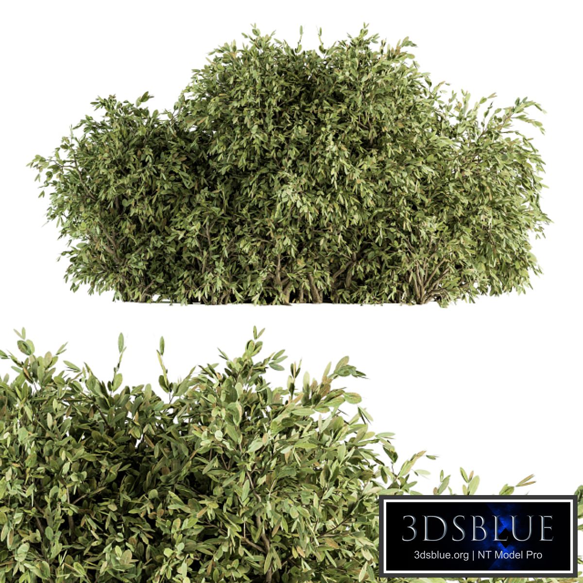 Ficuss Bush - Bush Set 13