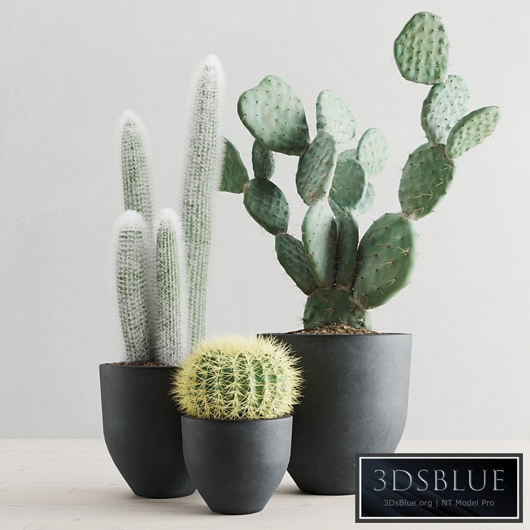 Cacti in concrete pots