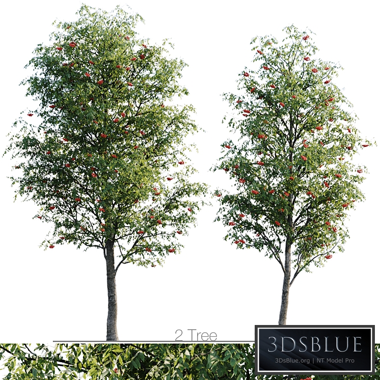 Sorbus 4.5m and 3.8m
