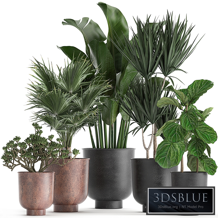 Plant collection 836. Ficus lyrata, Dracaena, fan palm, black pot, loft, money tree, Crassula, Crassula