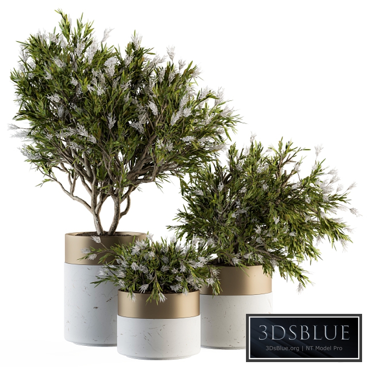 indoor Plant Set 181 - Flower Tree