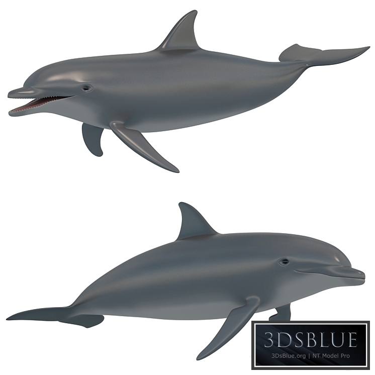 Dolphin bottlenose dolphin