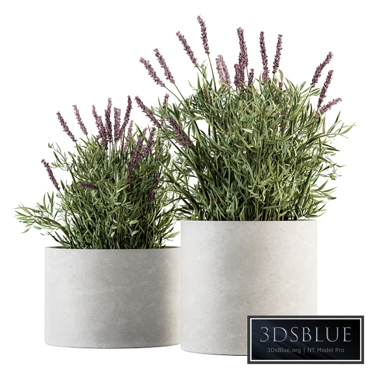 indoor Plant Set 183 - Lavender Bush