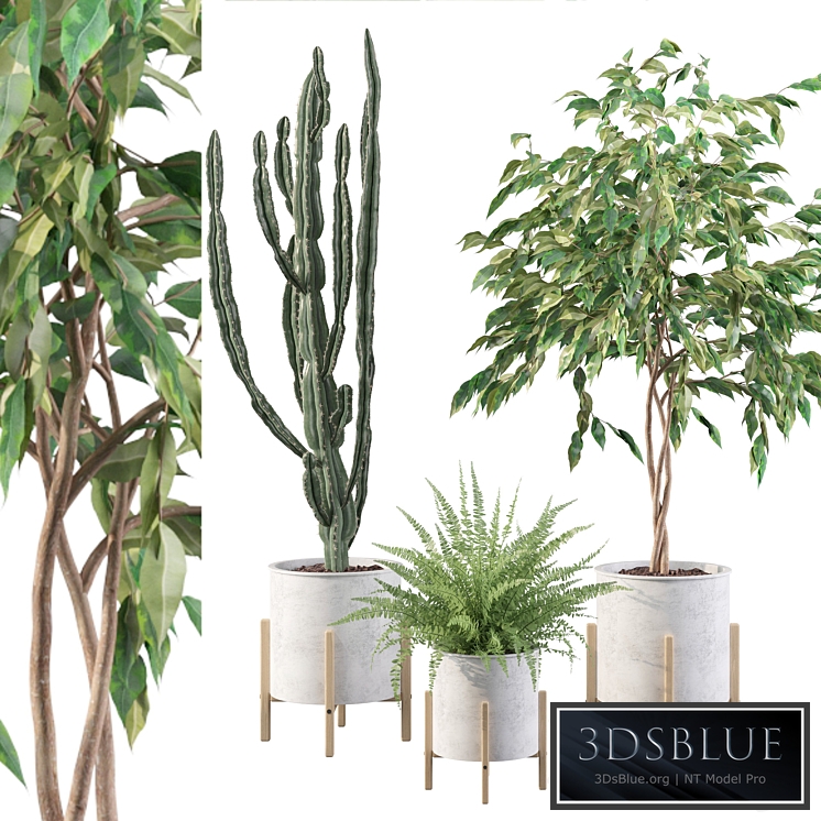 Plants collection 095