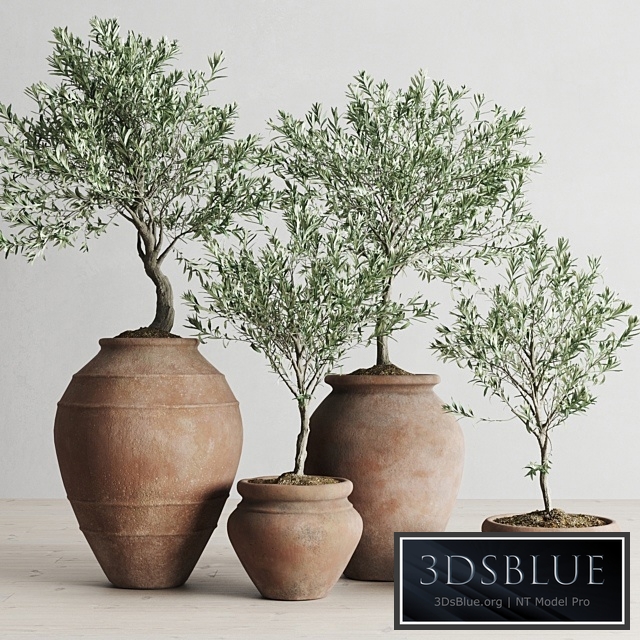 Olive European In Antique Clay Vessels