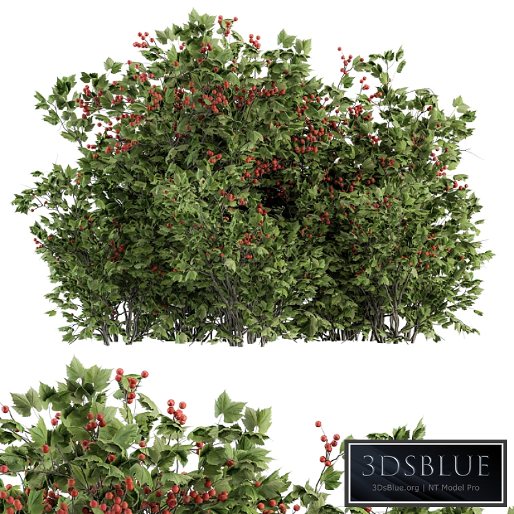 Berry Bush - Bush Set 17