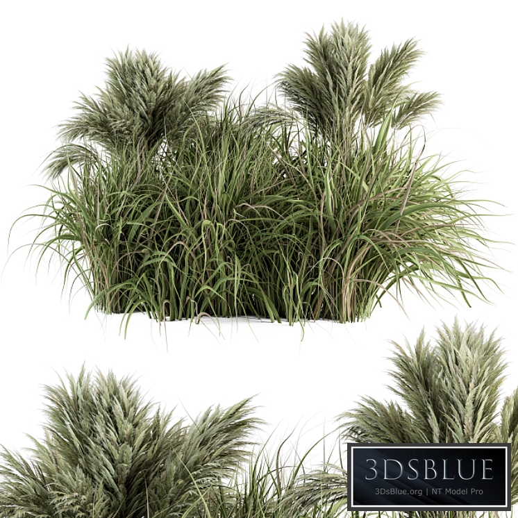Pampas Bush - Bush Set 21