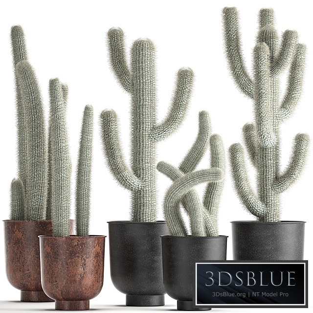 Plant collection 840. black pot, flowerpot, loft, indoor cactus, Cleistocactus, Cephalocereus