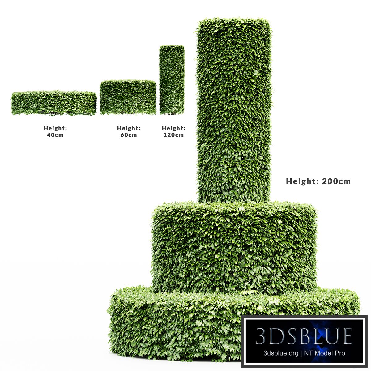 3 Dwarf Yaupon Holly - Cylinder plant